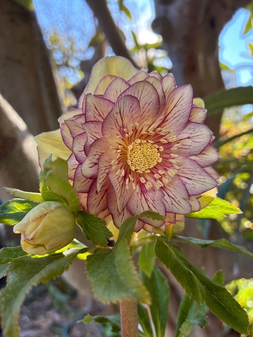 クリスマスローズ　DDクリームベイン赤蕊