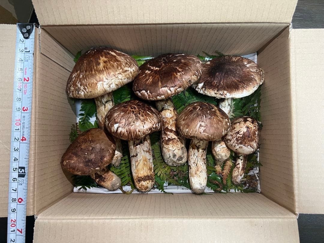 岩手県産松茸　583g 7本　10月18日取れ