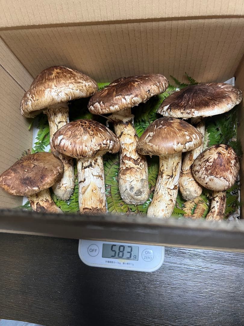 岩手県産松茸　583g 7本　10月18日取れ