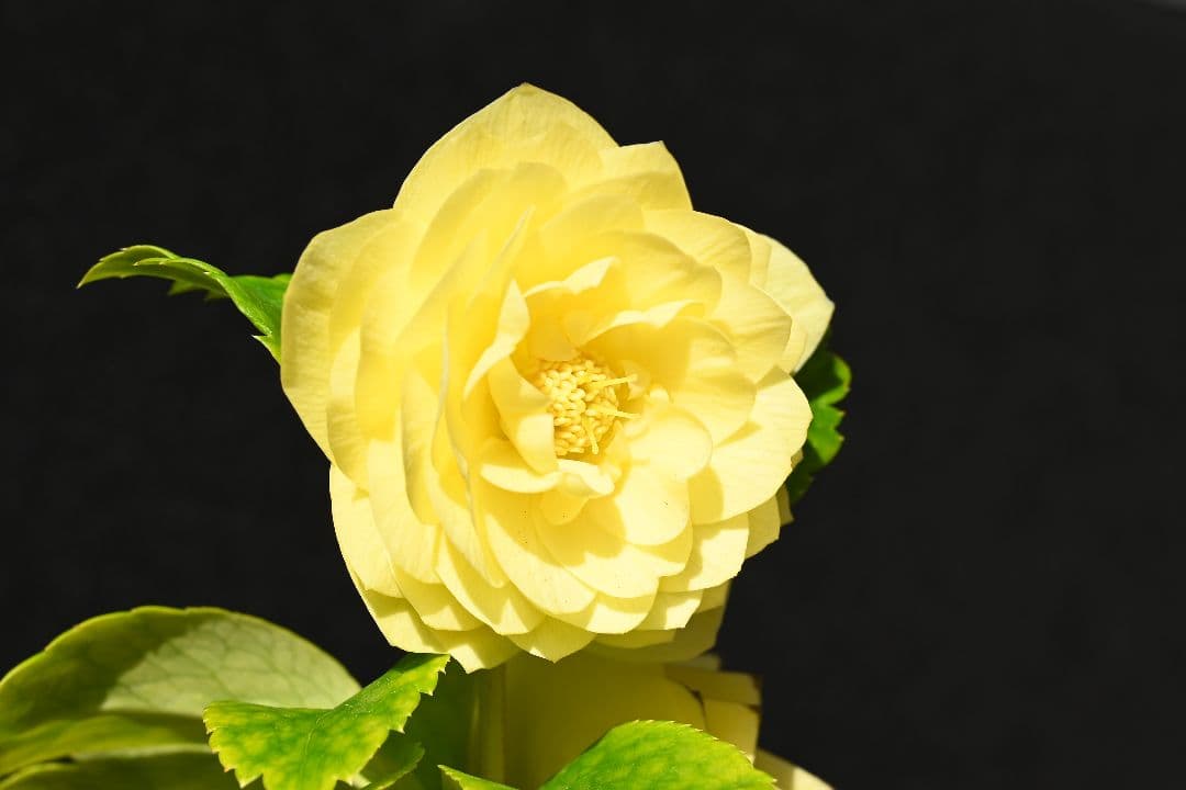 クリスマスローズ　認定アフロディーテゴールド　加藤農園