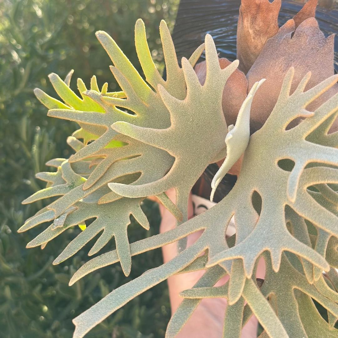 Yellow moon dwarf ’totoro’ sporeling 001