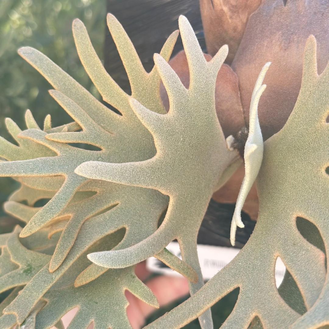 Yellow moon dwarf ’totoro’ sporeling 001