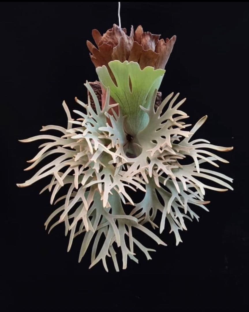 Yellow moon dwarf ’totoro’ sporeling 001