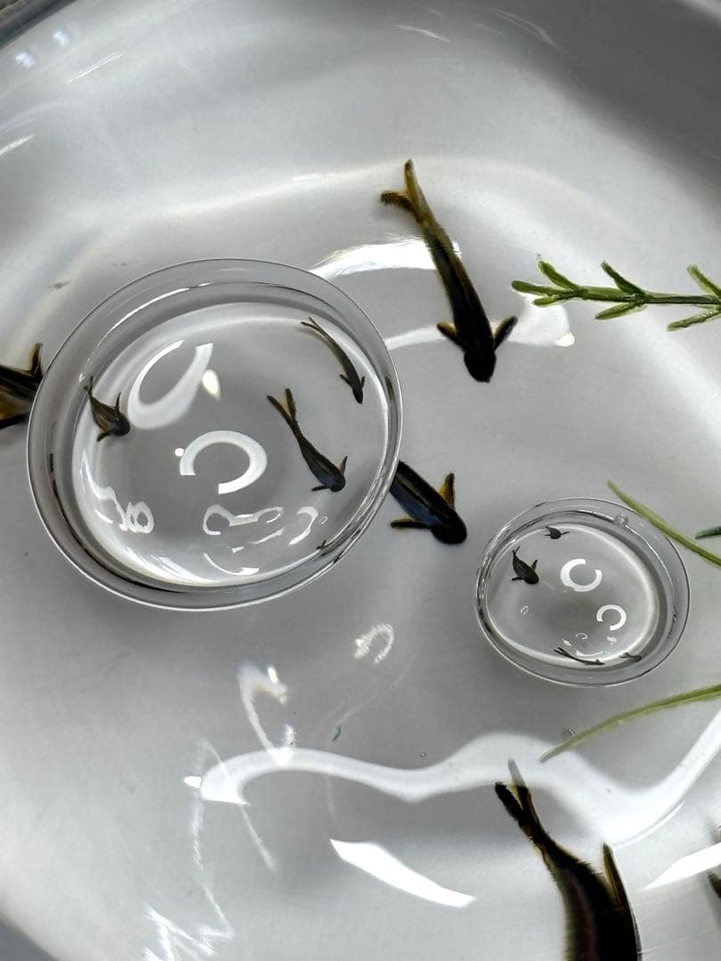 久保裕子さん作　ガラス　鮎　水草　ペーパーウェイト　文鎮　オブジェ　ハンドメイド