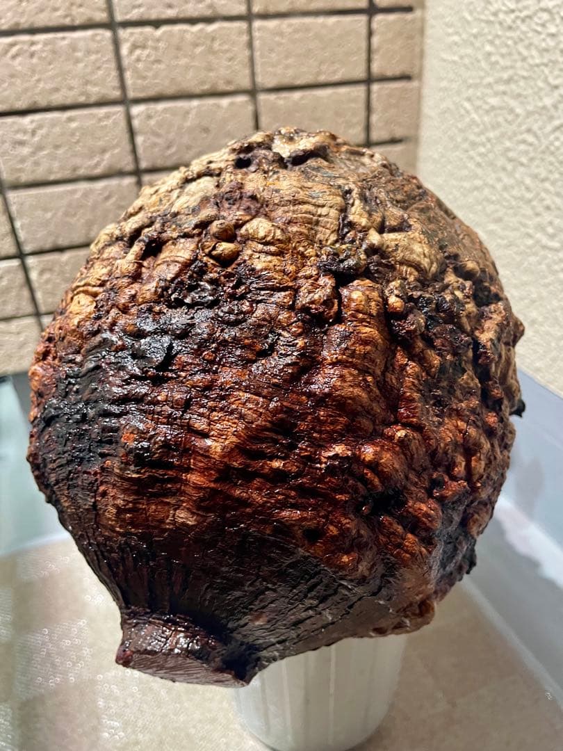 o*r様 オペルクリカリア　パキプス　丸株　検) グラキリス　コミフォラ　扁平