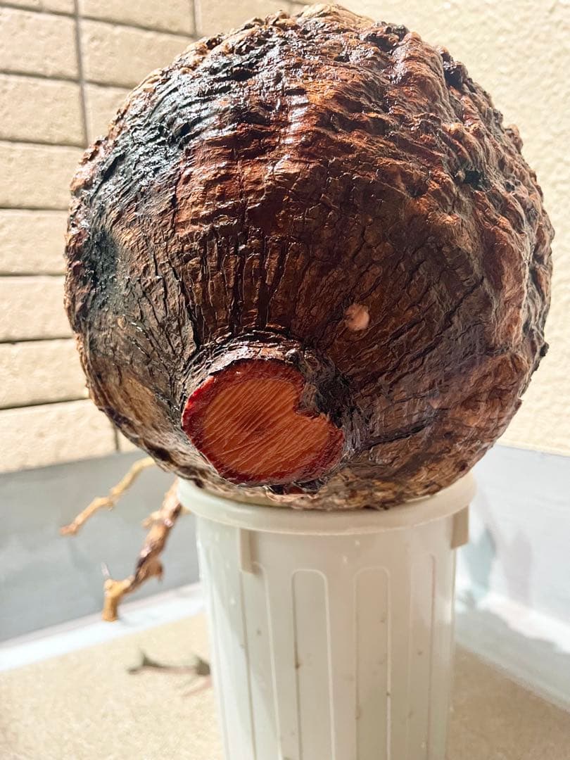 o*r様 オペルクリカリア　パキプス　丸株　検) グラキリス　コミフォラ　扁平