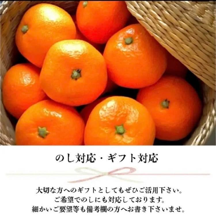 長崎県産伊木力みかん 小玉 10kg 約140個〜160個入 2S〜3S