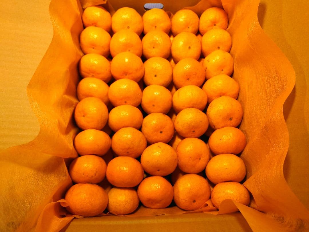 長崎県産伊木力みかん 小玉 10kg 約140個〜160個入 2S〜3S