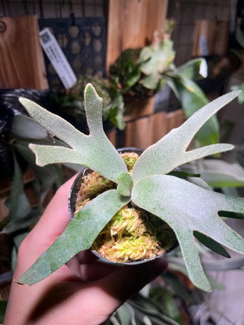 し*ー様 【金童・特価】P. willinckii 'Golden Boy' s