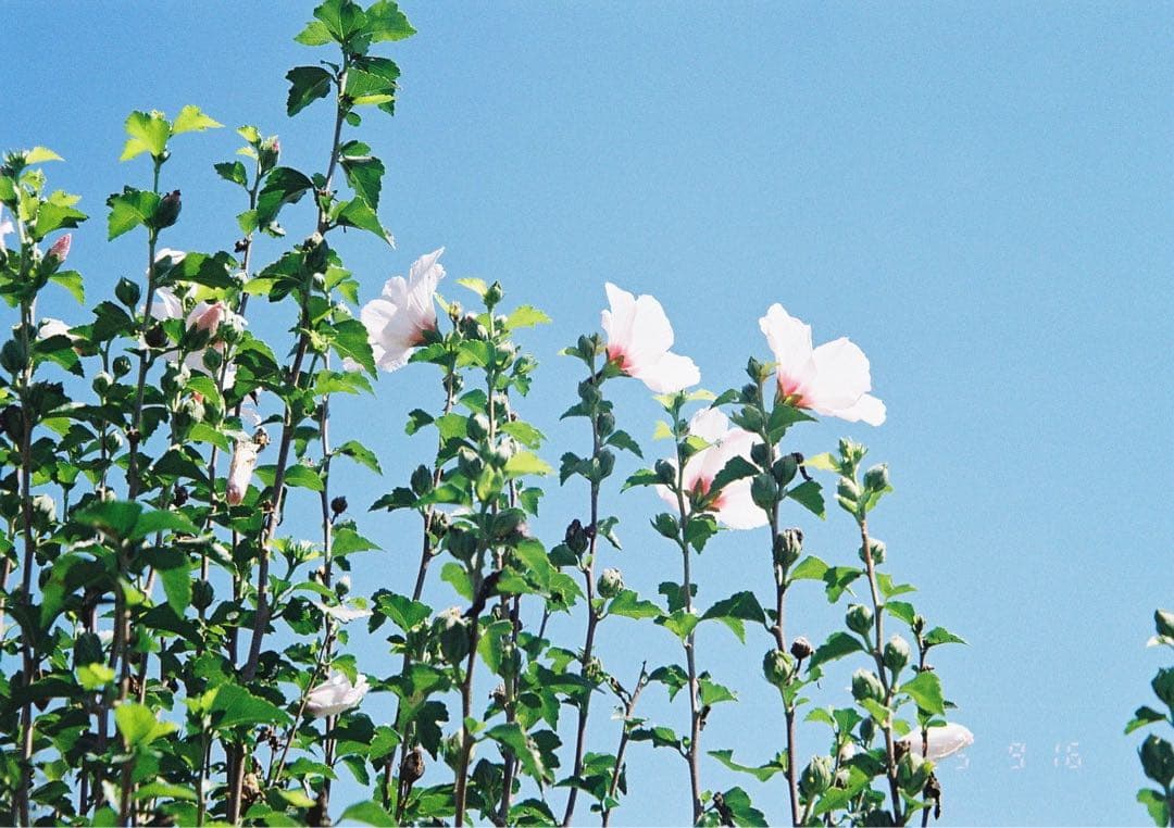 ⌘完動品！ 電池付き、作例あり！ Konica Z-UP 90E⌘