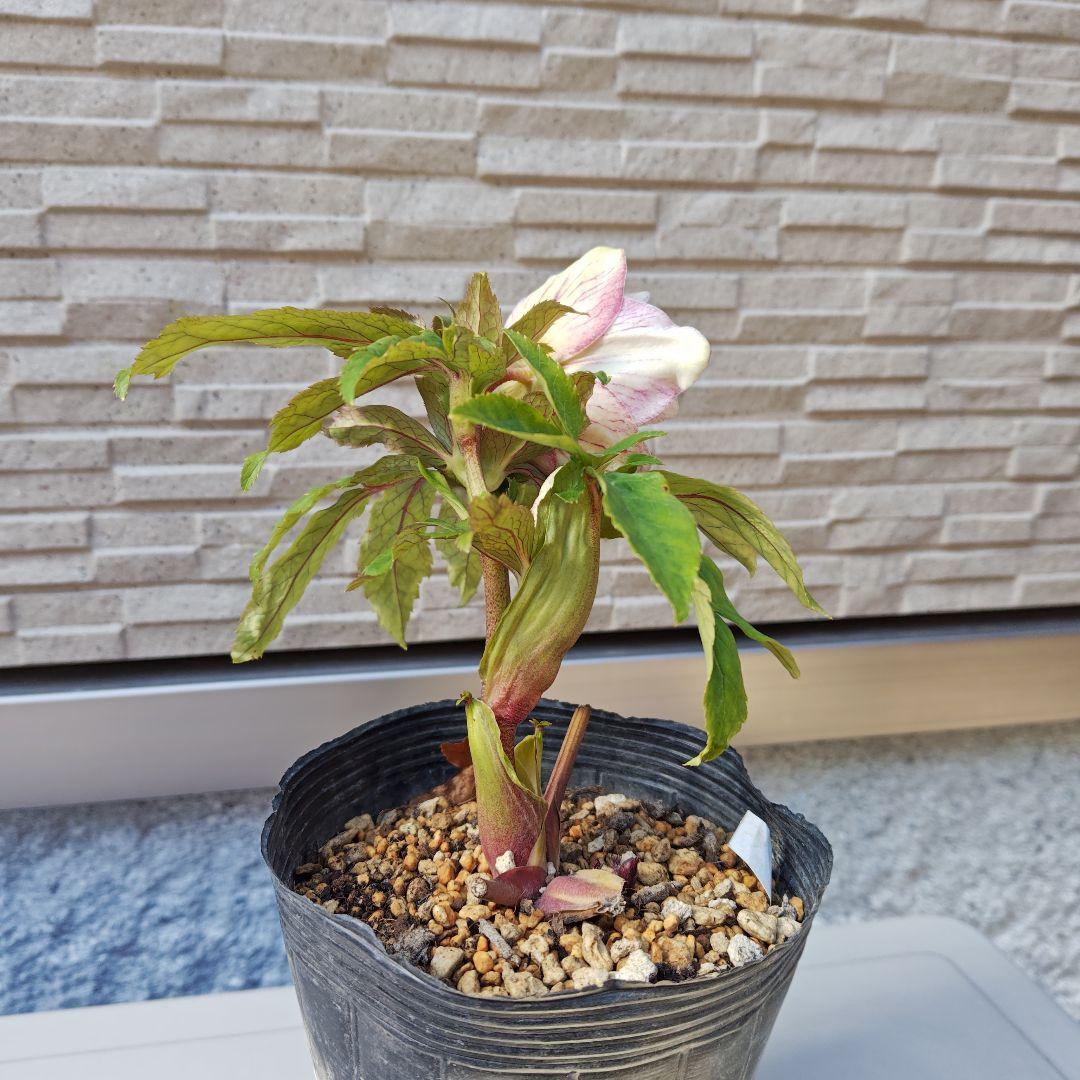 花*菜様 クリスマスローズ 加藤農園 ddピンクミストフラッシュ