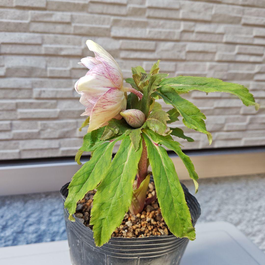 花*菜様 クリスマスローズ 加藤農園 ddピンクミストフラッシュ