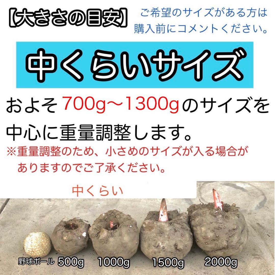 【群馬県産】こんにゃく芋　箱込み15kg以内　手作りこんにゃく用【中サイズ】