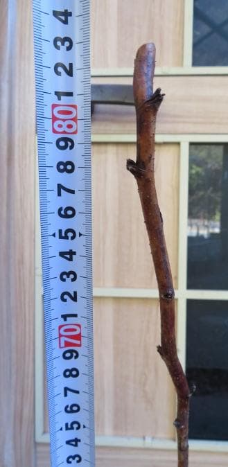 ラズベリー苗 Tulameen（トゥラミーン）　大株