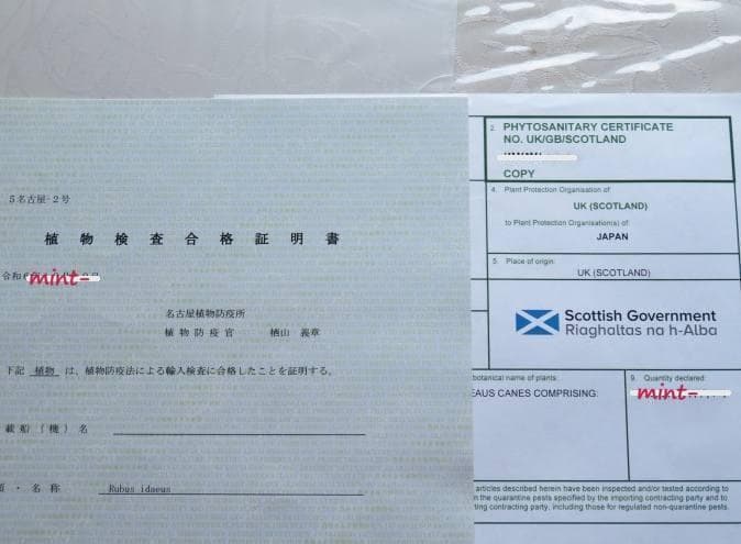 ラズベリー苗 Tulameen（トゥラミーン）　大株