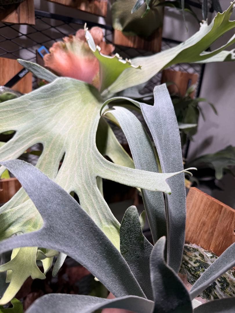 P.veitchii cv Auburn  spor中サイズ株