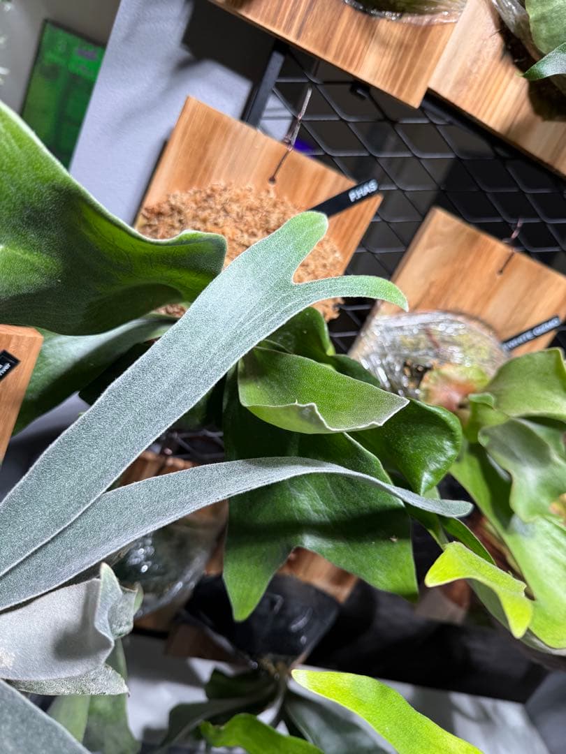 P.veitchii cv Auburn  spor中サイズ株