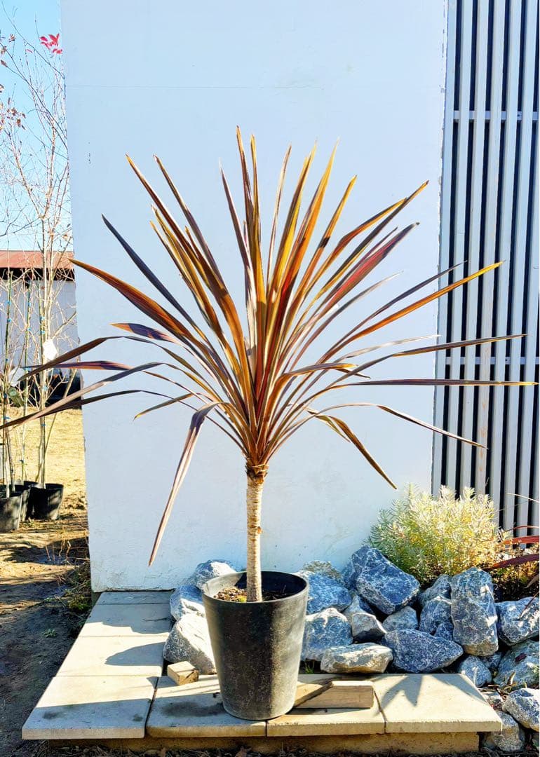 超大株！コルジリネ コーヒークラシック1.4M(鉢底から)期間限定セール☆品番A