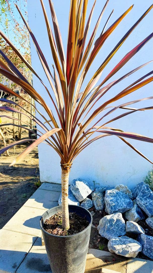 超大株！コルジリネ コーヒークラシック1.4M(鉢底から)期間限定セール☆品番A