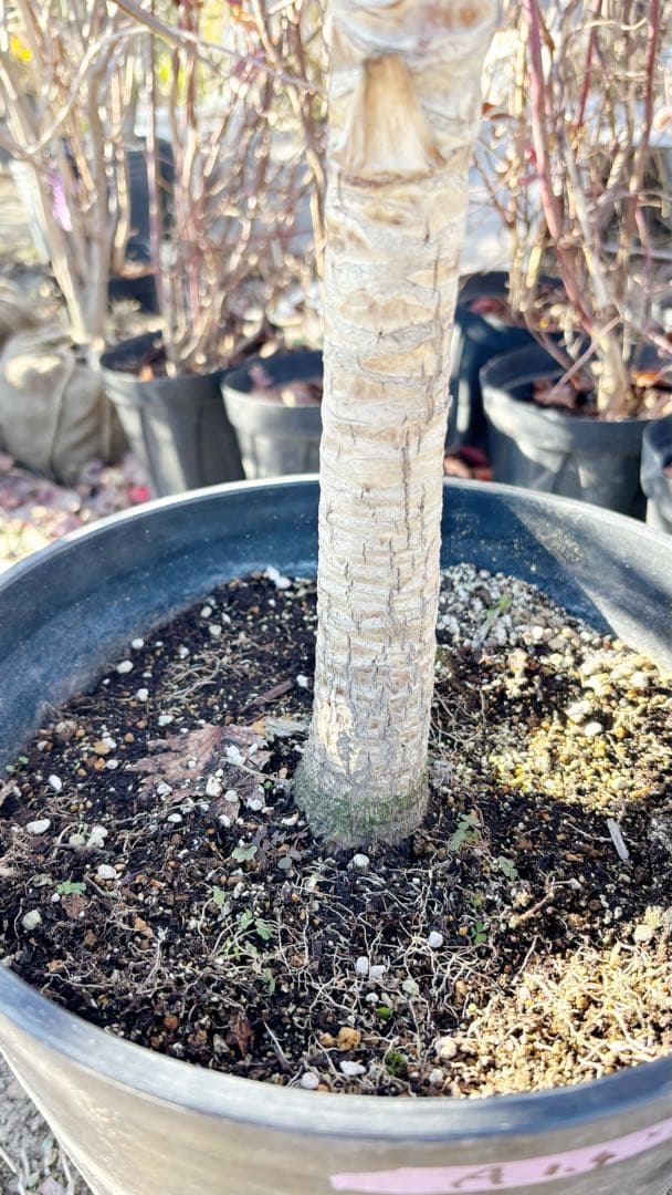 超大株！コルジリネ コーヒークラシック1.4M(鉢底から)期間限定セール☆品番A