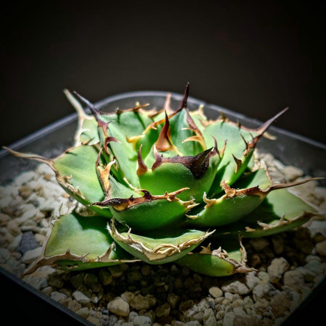 アガベ　チタノタ　Nova イラン株 reza産