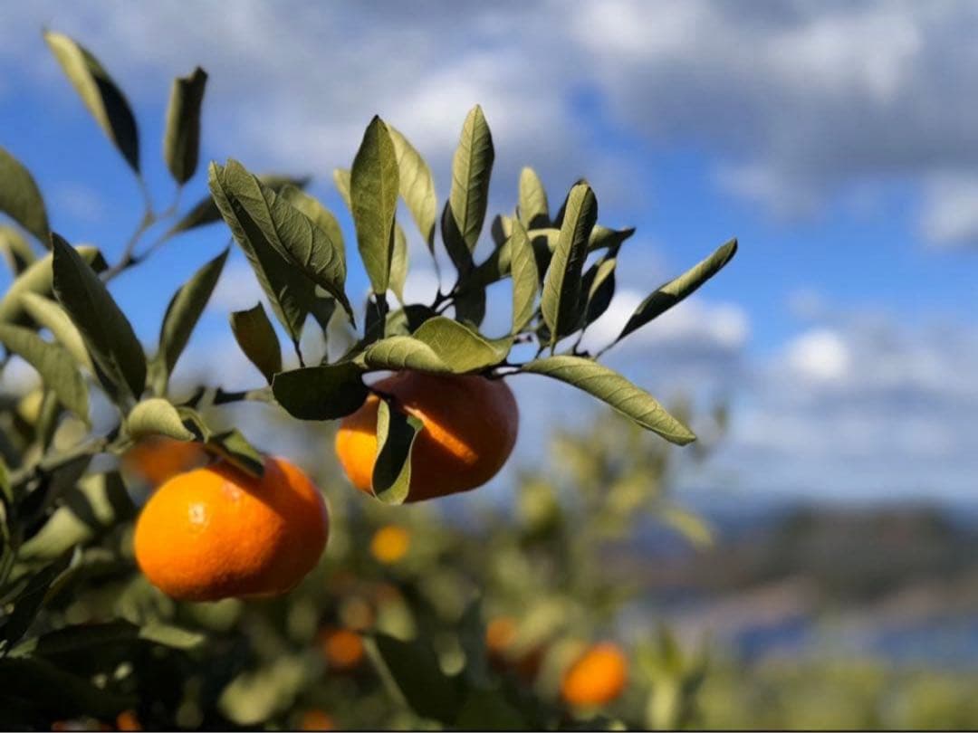 せぶん! 温州みかん 樹熟大坊みかん 秀品(贈答品同様)2Sサイズ10kg