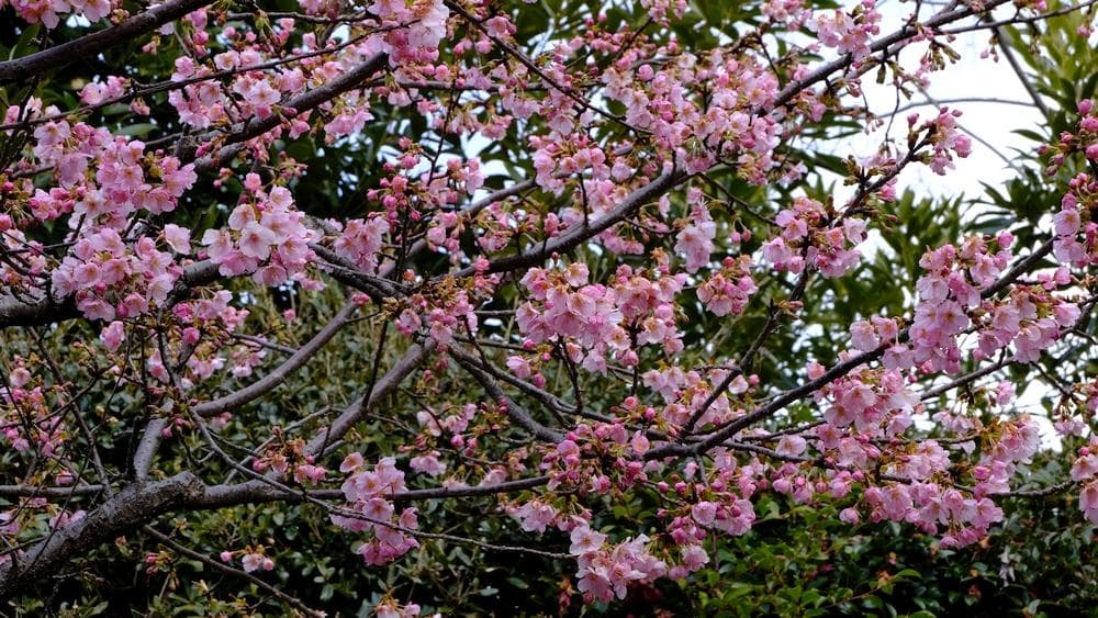 MA-SAN 専用　FUJI 富士フィルム　　X-T20　本体　　XC　ズーム