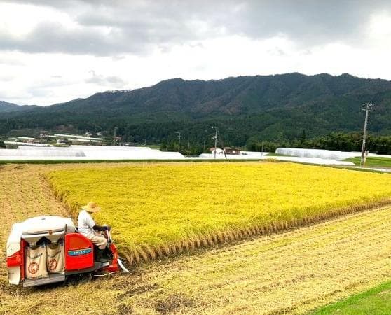 農家保有米 令和7年産 コシヒカリ 15kg(5kg×3) 玄米 15キロ 新米