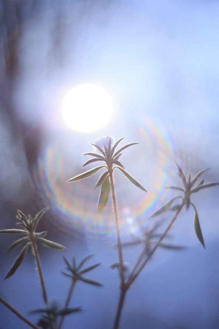 Super-Takumar 55mm F1.8 初期型 S/N：628134