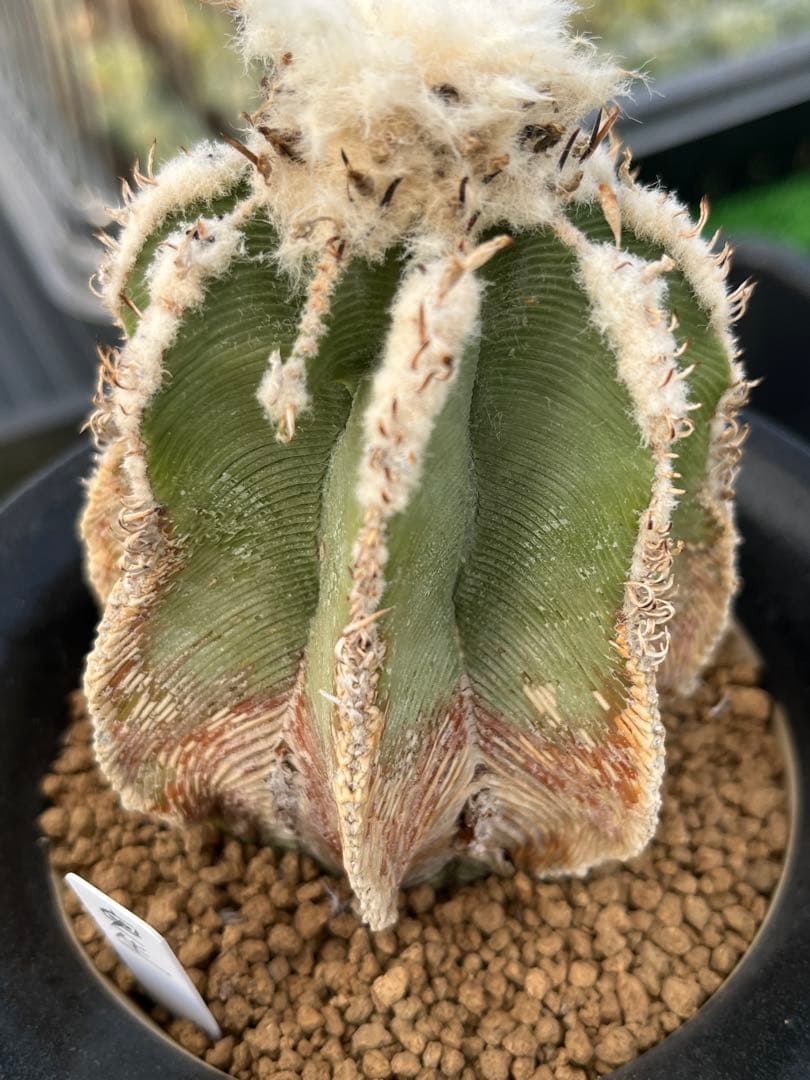 アズテキウム　ヒントニー