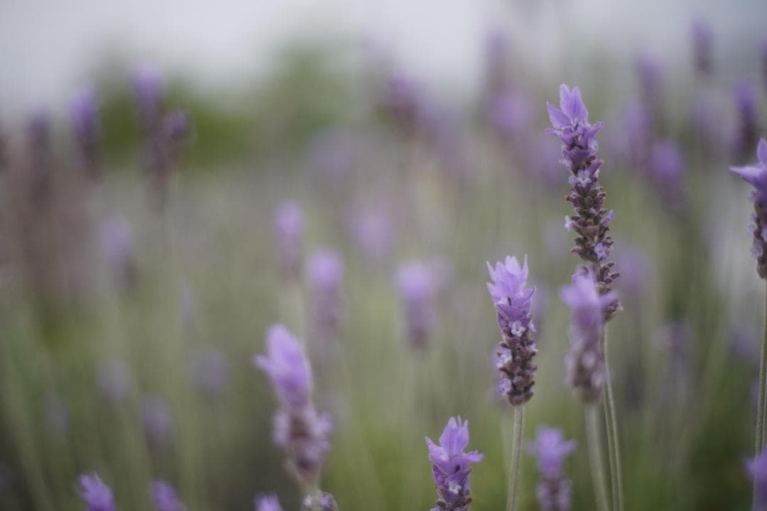 OLYMPUS OM-1 / 50mm F1.8レンズおまけ
