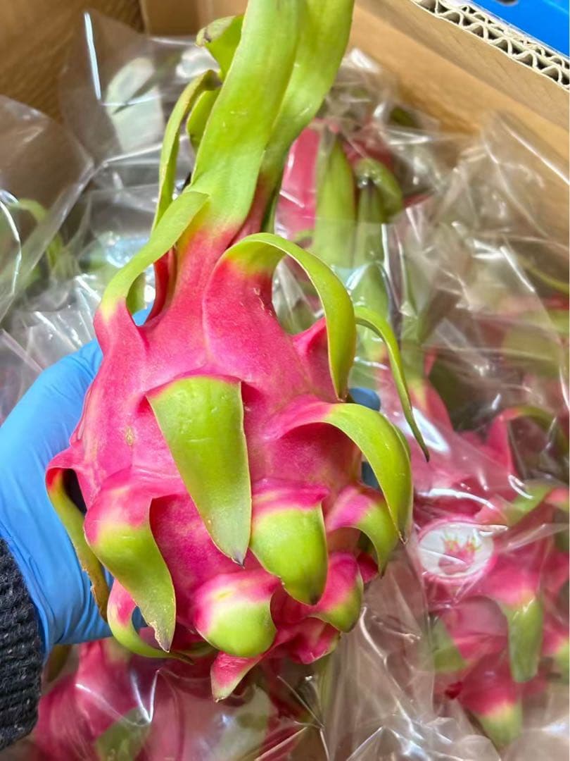 ドラゴンフルーツ 20個入り 10kg