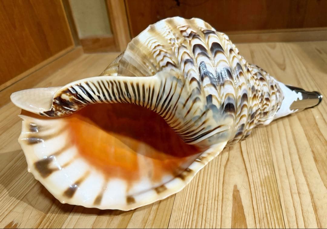 特大41.5㎝修験道法螺貝　山伏　熊よけ❣️ホラガイ　ほら貝