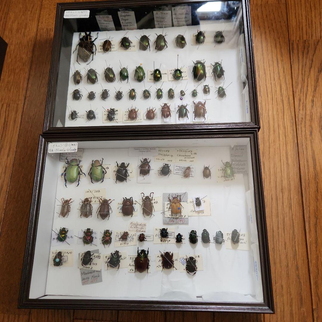 カーニバル、昆虫標本2