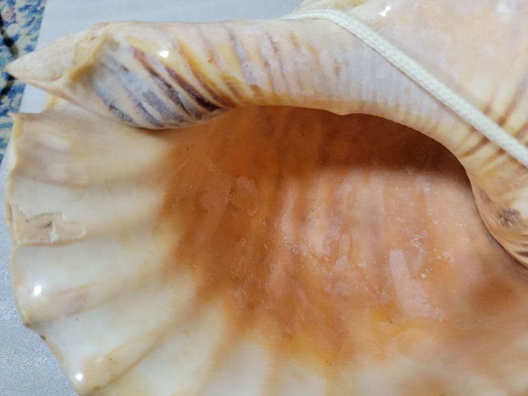 法螺貝　ホラガイ　約40cm