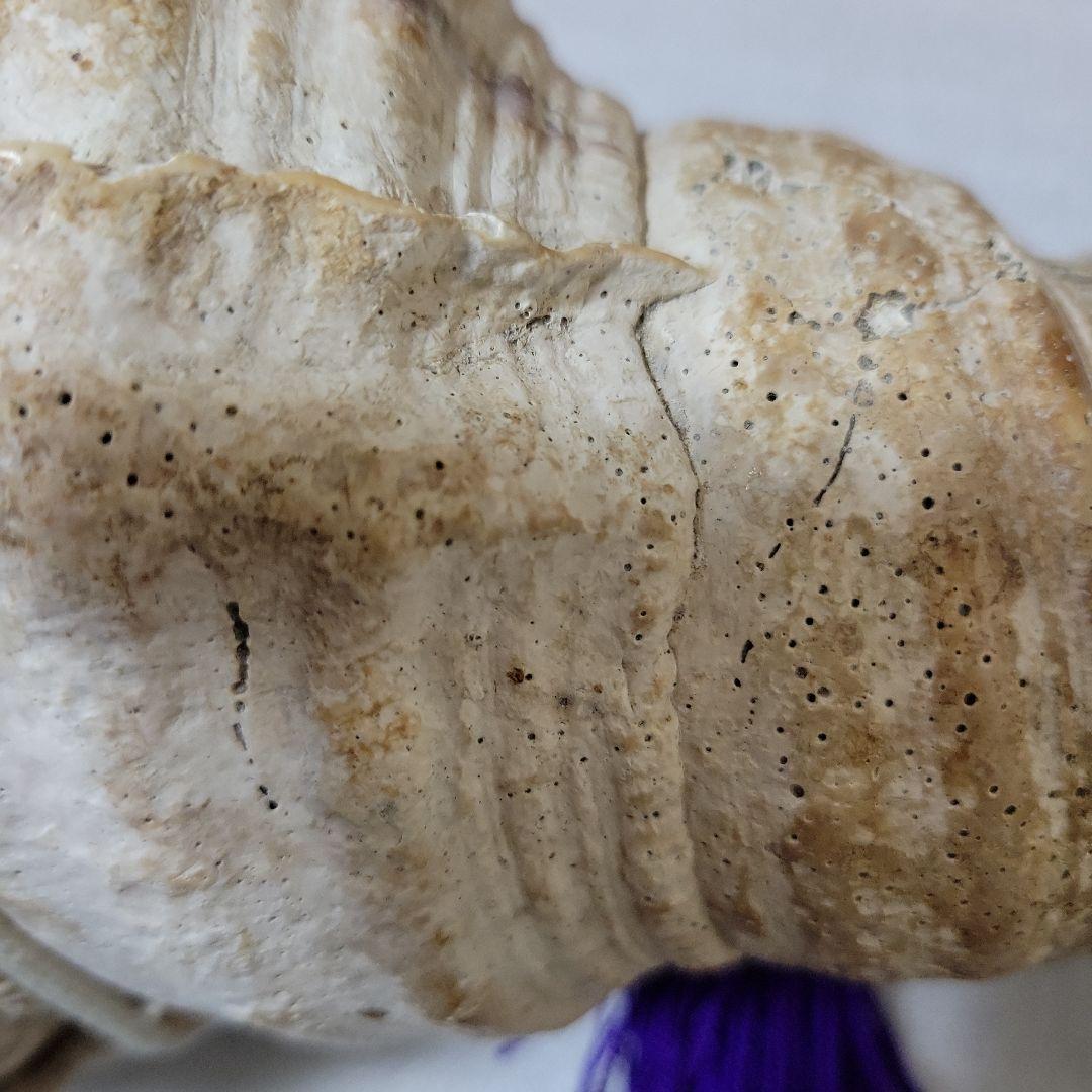 法螺貝　ホラガイ　約40cm