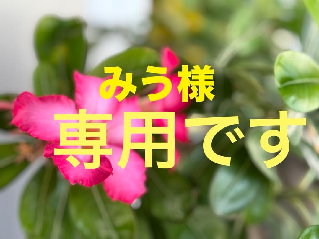 みう様 塩、椰子砂糖、蜂蜜、菓子、コーヒー、モリンガオイル、ターメリック