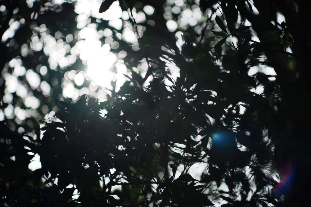 【美品】動作◎ ニコン Ai-s Nikkor 105mm F2.5 601