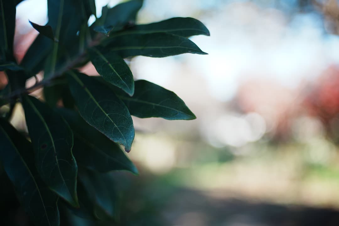 【整備テスト】Nikon Nikkor-o c auto 35mm f2 392