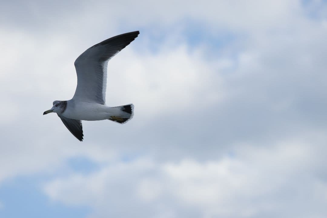 CANON EF70-200mm F4L IS USM 美品