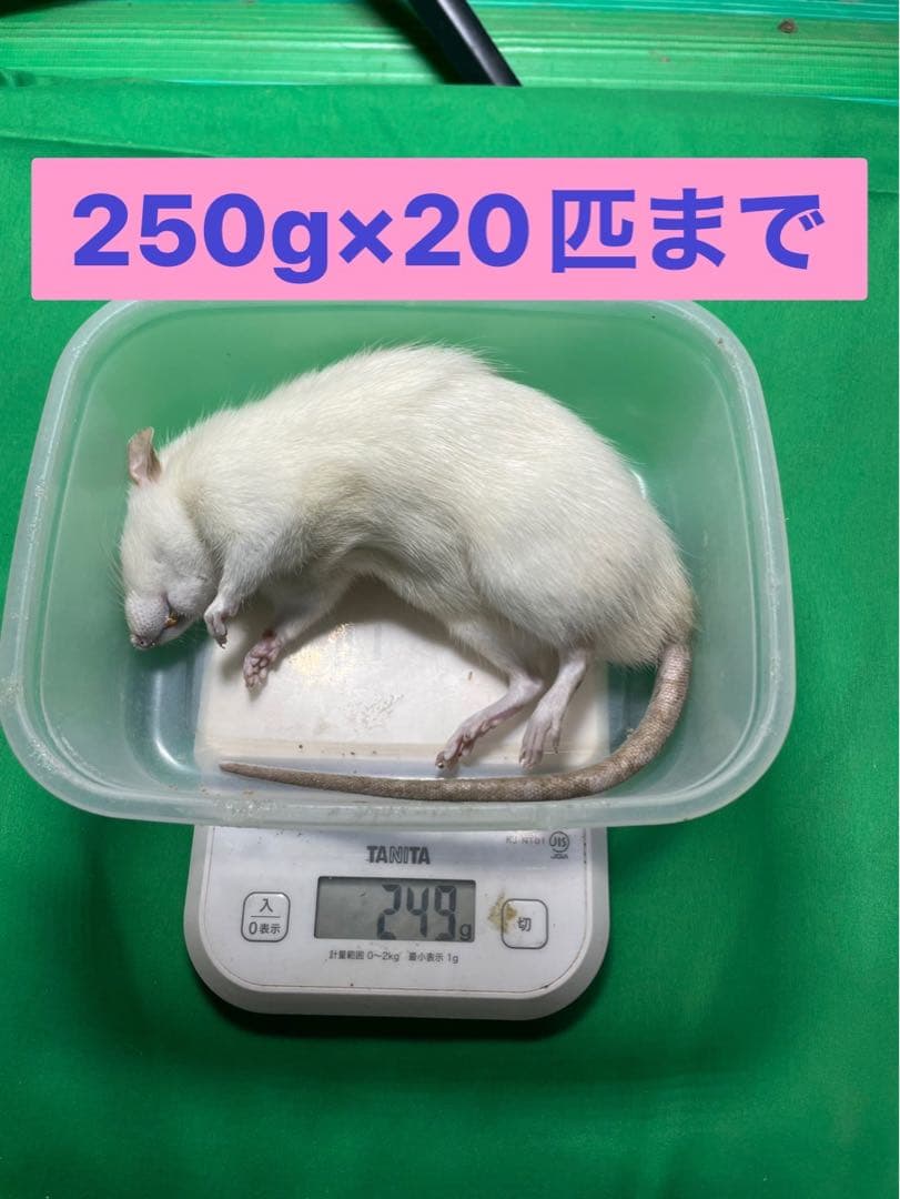 【はる】冷凍ラット 約150g 38匹