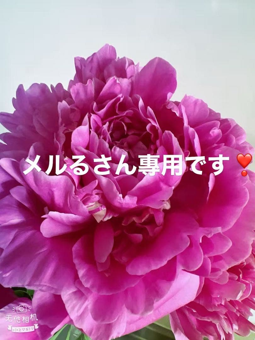 富士の輝2房入とシャイン混合粒1キロとマイハート粒1キロ