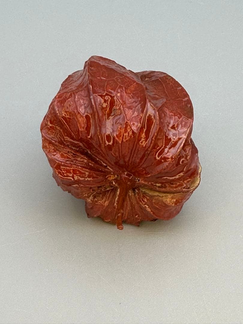 のんびり茶道具　香合　前端春斎　ホウヅキ