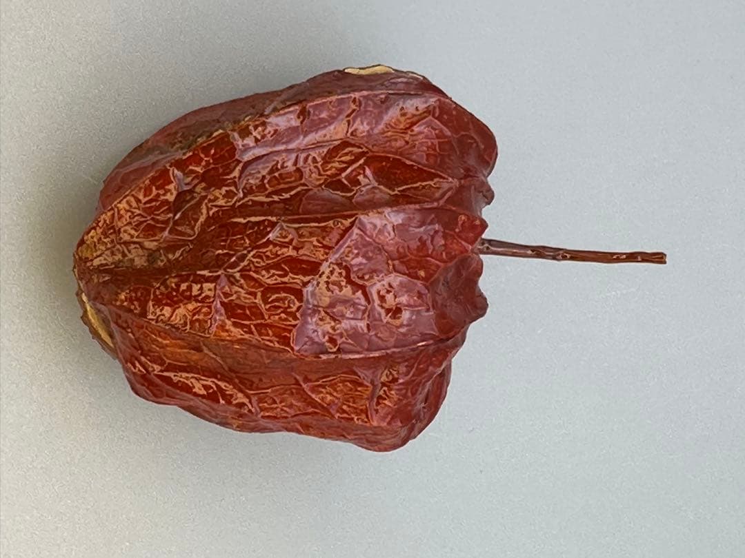 のんびり茶道具　香合　前端春斎　ホウヅキ