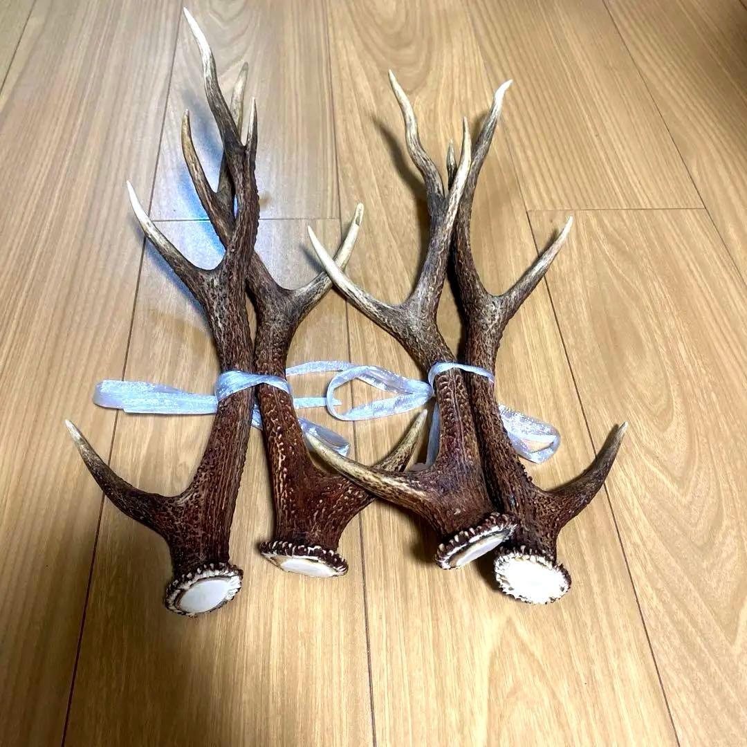 天然鹿の角　ニホンジカ　2対セット