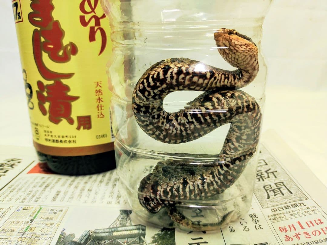 まむし焼酎！2026令和8年