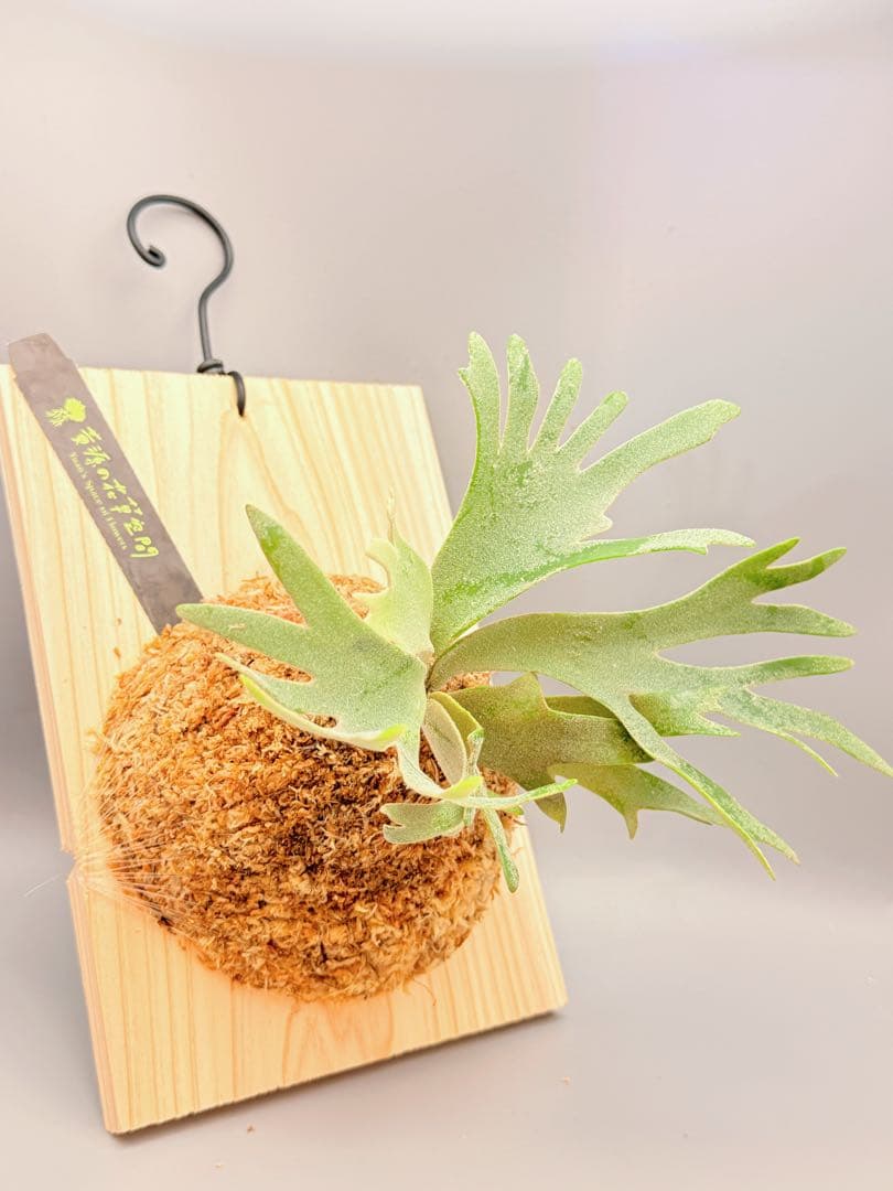 ルゴッサ　ビカクシダwillinckii Golden Boy spore