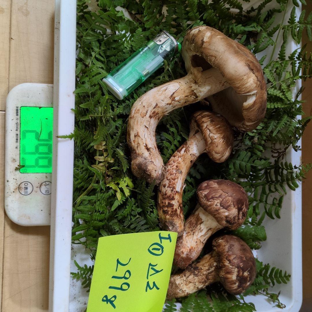 和歌山松茸　新鮮朝市　込み込み　299㌘