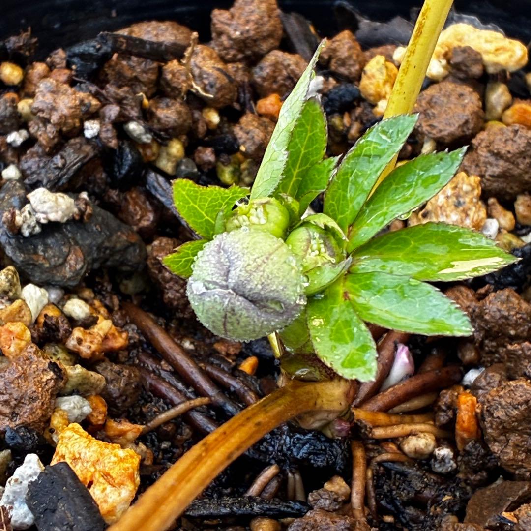 ば*な様 3514☘️蕾花タグ付☘️超小〜小輪⭐️放射状ストライプ柄⭐️超コンパ