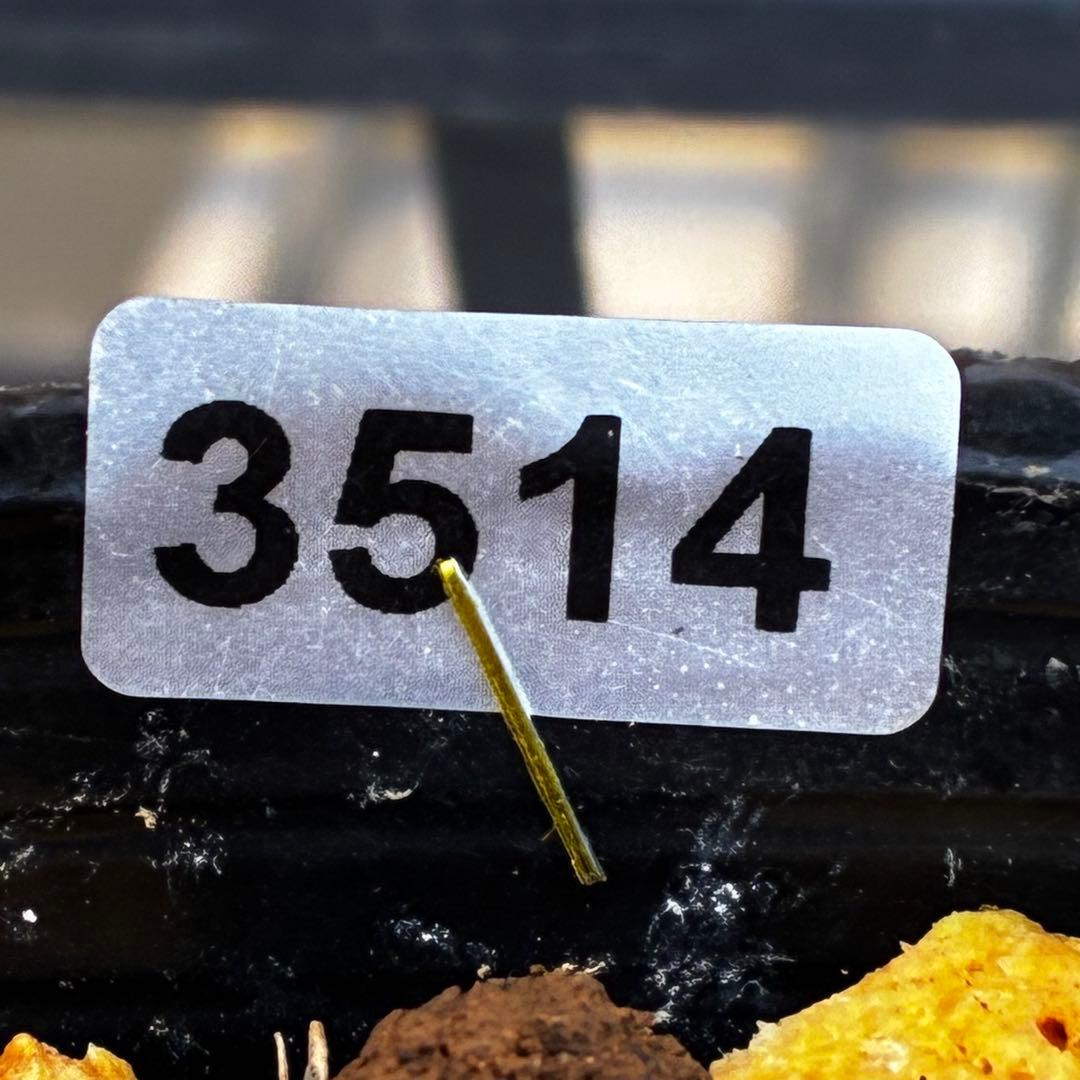 ば*な様 3514☘️蕾花タグ付☘️超小〜小輪⭐️放射状ストライプ柄⭐️超コンパ